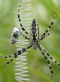 Yellow Garden Spider